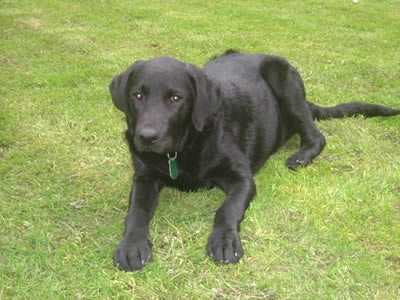 to wear the coat of arms