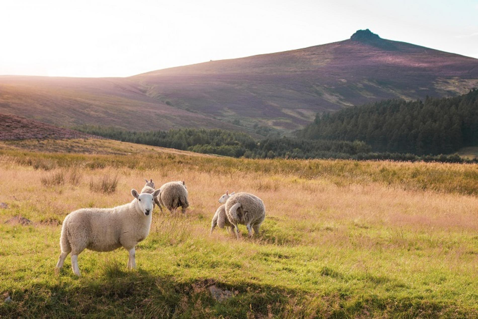 Hike Clachnaben in Aberdeenshire | VisitAberdeenshire